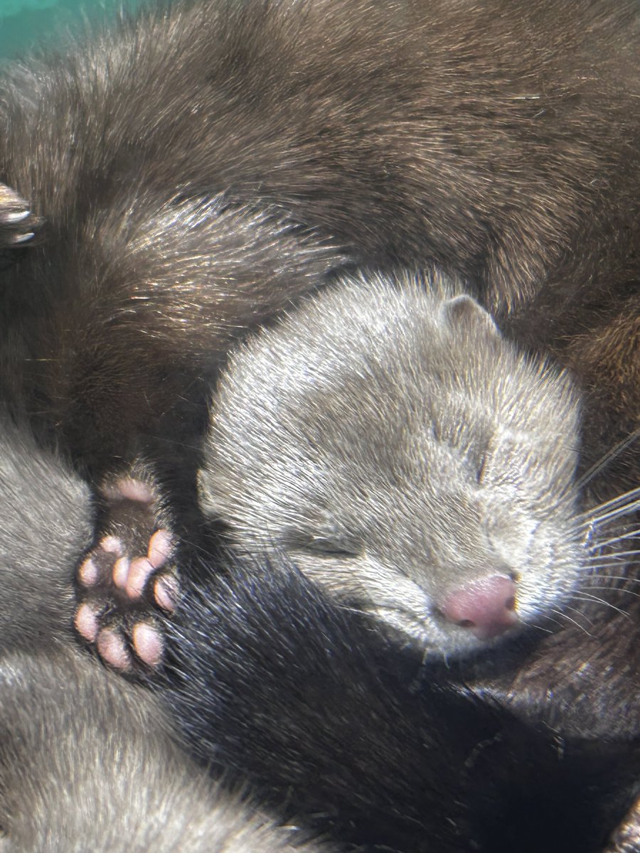 chackisyameron's tweet photo. まるまるみちみちのかわい子ちゃんいたから残しておこう
#サケのふるさと千歳水族館 https://t.co/KKHN1uc0q6