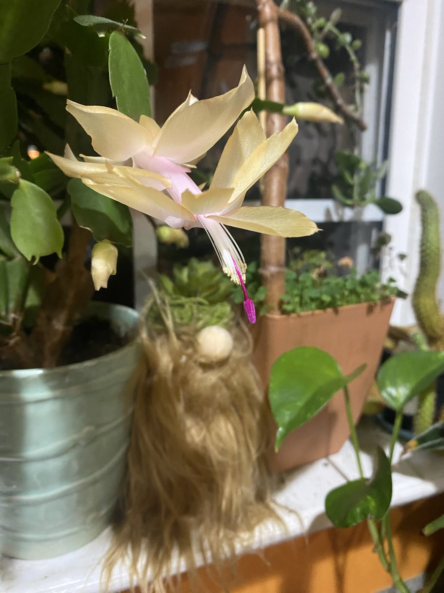 Steven ⓥ tweet media