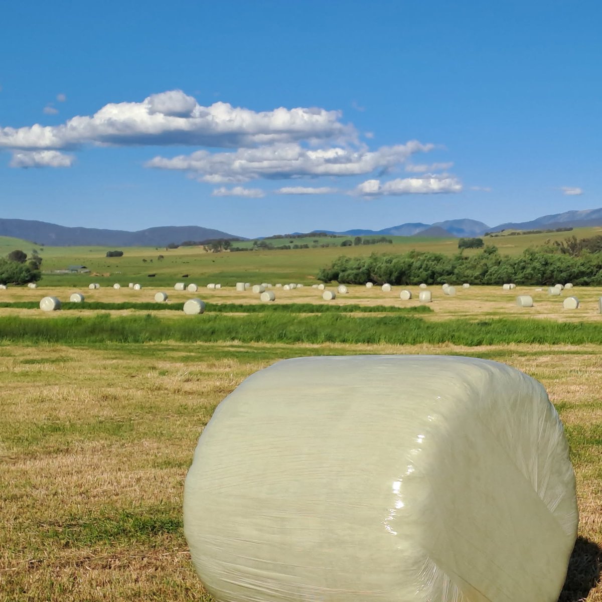 BioAg_AU's tweet photo. Dry season?
Virginia Bond from Welaregang still produced 970 big squares + 331 round silage bales—thanks to her BioAg program of BioAgPhos, lime, gypsum &amp; Balance &amp; Grow.
27 years of trust. Proven results.🌱
👉 https://t.co/fYJZr1tsZz
#BioAg #SoilHealth #FarmingResults #AussieAg https://t.co/Y84hTL6JB0