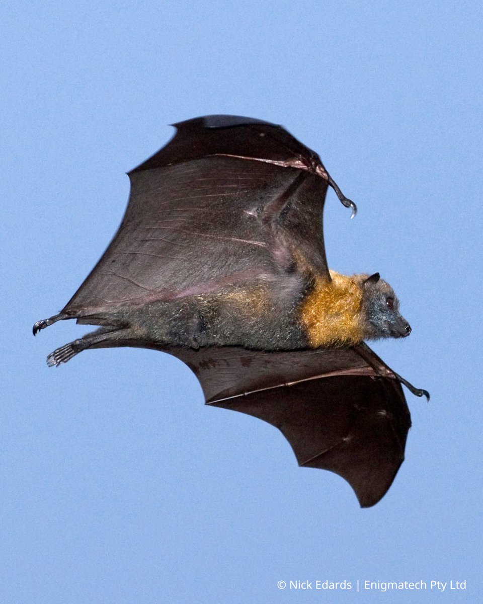 Wildlife Land Trust tweet media