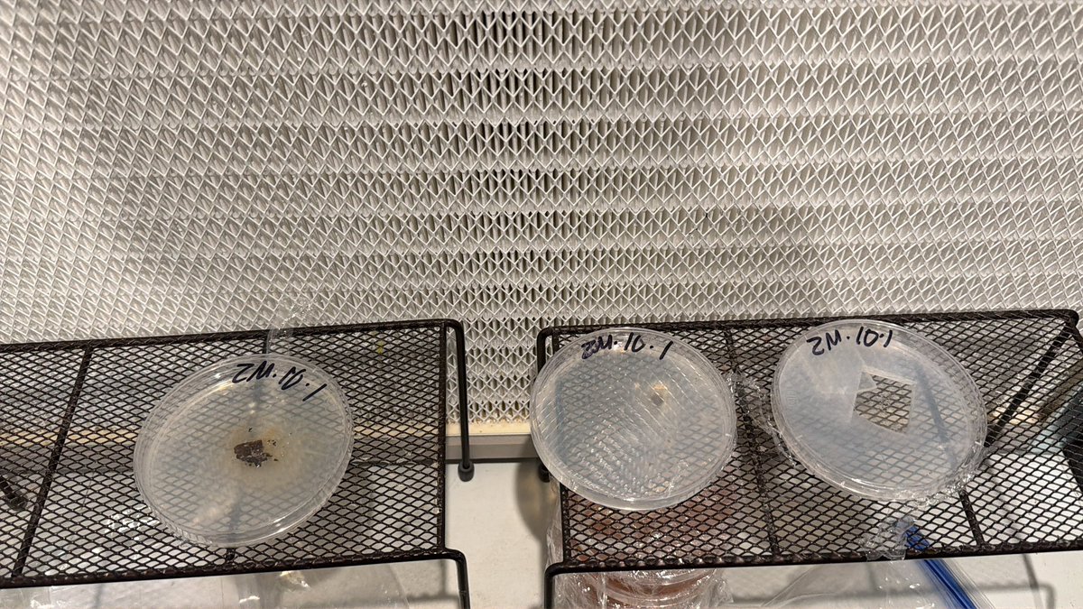 Working with some wild Zapotecorum gill fragments