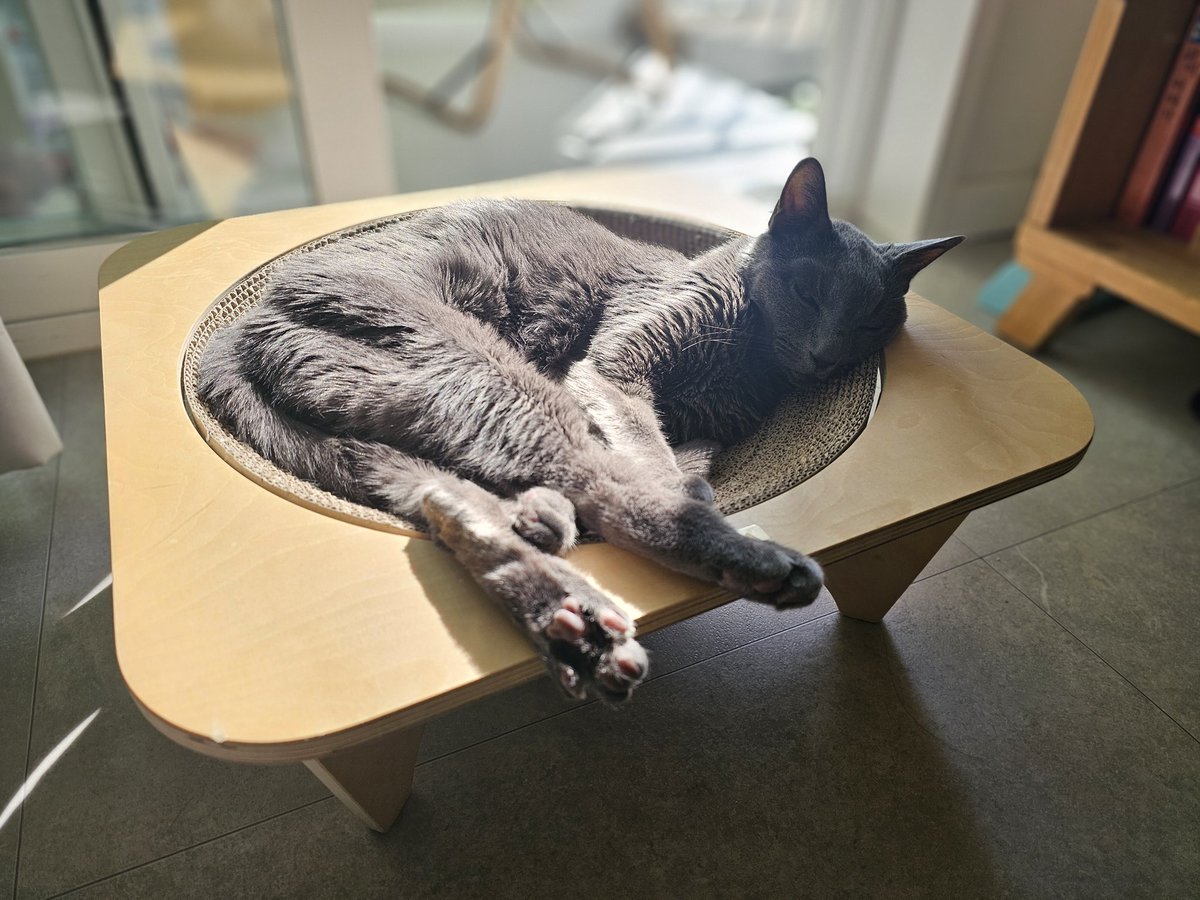 고냥이, 따뜻한 가을 햇살 받고 행복하면 10년 더 살아🥰