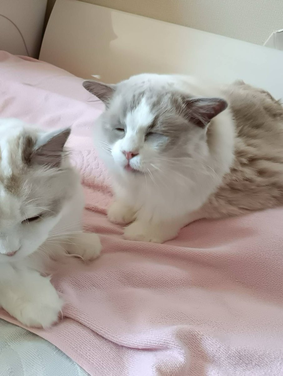 ぽちゃこと海琉と詩苑と源氏星🐱🐱🐱🐱 tweet media
