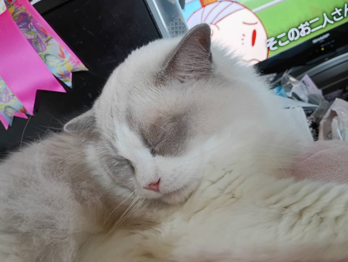 ぽちゃこと海琉と詩苑と源氏星🐱🐱🐱🐱 tweet media