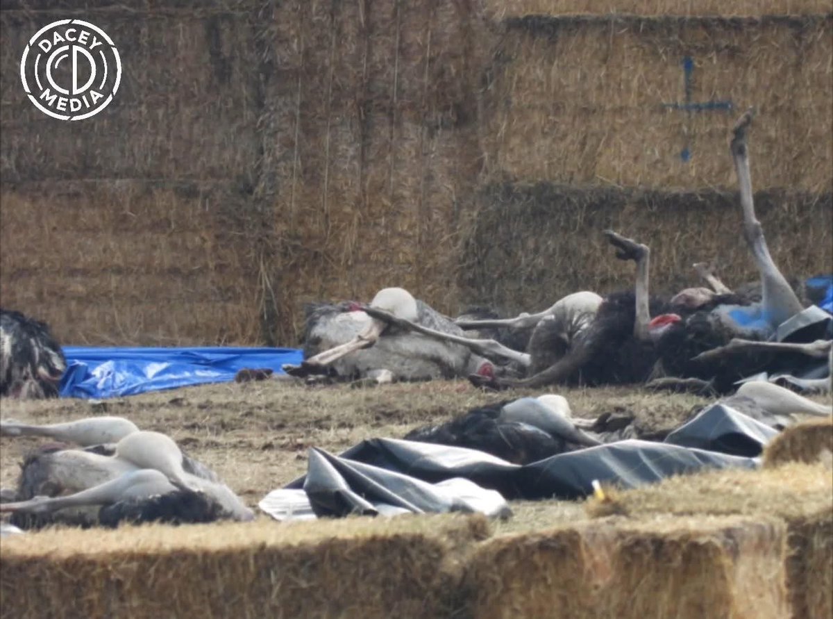 JasonMacinnis4's tweet photo. @RealAlexJones the CFIA and The Canadian Government did this.. The Ostrich Farm in BC Canada. https://t.co/iR0ClSK7th