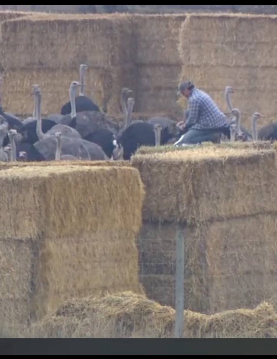 JasonMacinnis4's tweet photo. @RealAlexJones the CFIA and The Canadian Government did this.. The Ostrich Farm in BC Canada. https://t.co/iR0ClSK7th