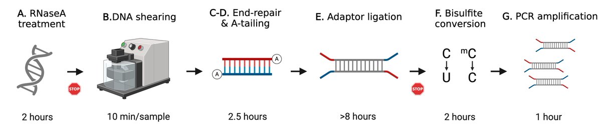 bioprotocolbyte's tweet image. Library Preparation for Genome-Wide DNA Methylation Profiling:bio-protocol.org/en/bpdetail?id…

Work by Fei-Man Hsu and Matteo Pellegrini at University of California Los Angeles and Pao-Yang Chen at Institute of Plant and Microbial Biolog.

#LifeSciences #Reproducibility #MolecularBiology