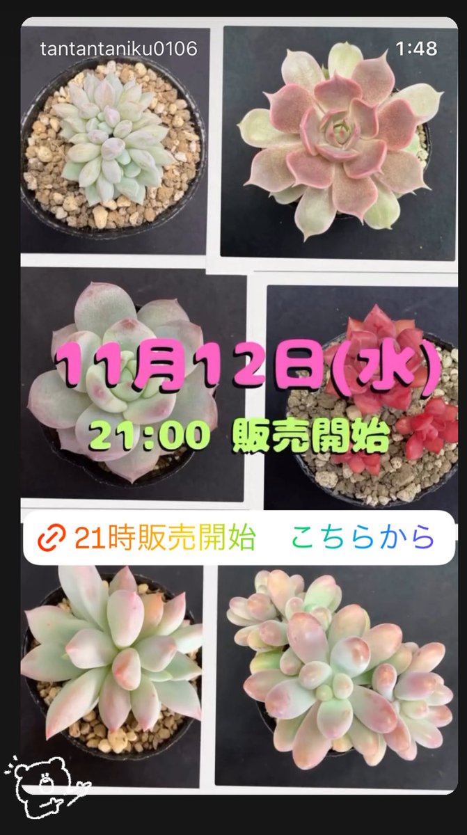 公式】多肉アン スタッフのつぶやき (@tanikuanstaff) / Posts / X