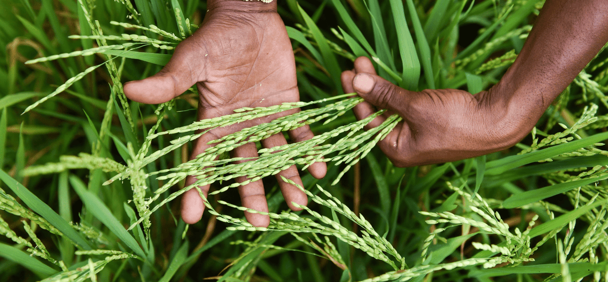 India’s approval of gene-edited rice trials under relaxed GMO rules marks a push for self-reliance with climate-resilient seeds. Yet concerns over patents, costs, transparency, and public trust persist. <a href="/AmbikaSubash/">Ambika Subash</a>  writes
theindiaforum.in/forum/gene-edi…