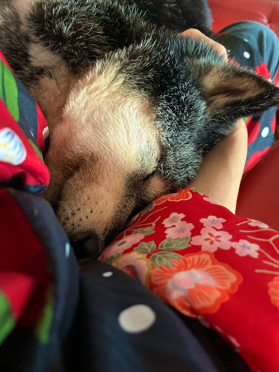 たぬ吉 (@manmaru063061) / Posts / X