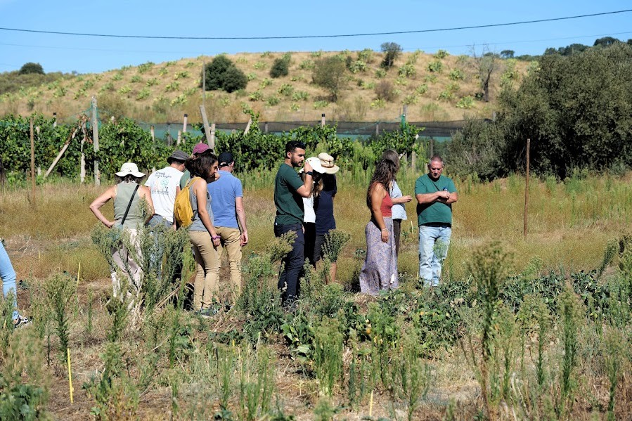 ProjectGood's tweet image. Portuguese Living Labs were testing various AWM practices on Cowpea &amp;amp; Olive in 2025! From tillage to herbicides, we’re learning how different methods impact weed dynamics &amp;amp; crop yield. Preliminary findings are providing valuable insights. #agroecologyisgood #agroecologyforweeds