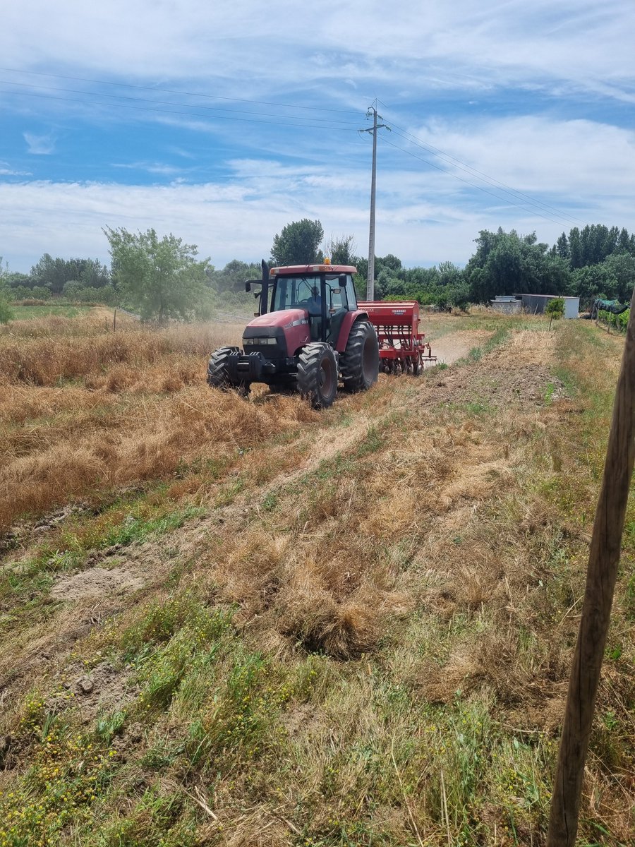ProjectGood's tweet image. Portuguese Living Labs were testing various AWM practices on Cowpea &amp;amp; Olive in 2025! From tillage to herbicides, we’re learning how different methods impact weed dynamics &amp;amp; crop yield. Preliminary findings are providing valuable insights. #agroecologyisgood #agroecologyforweeds