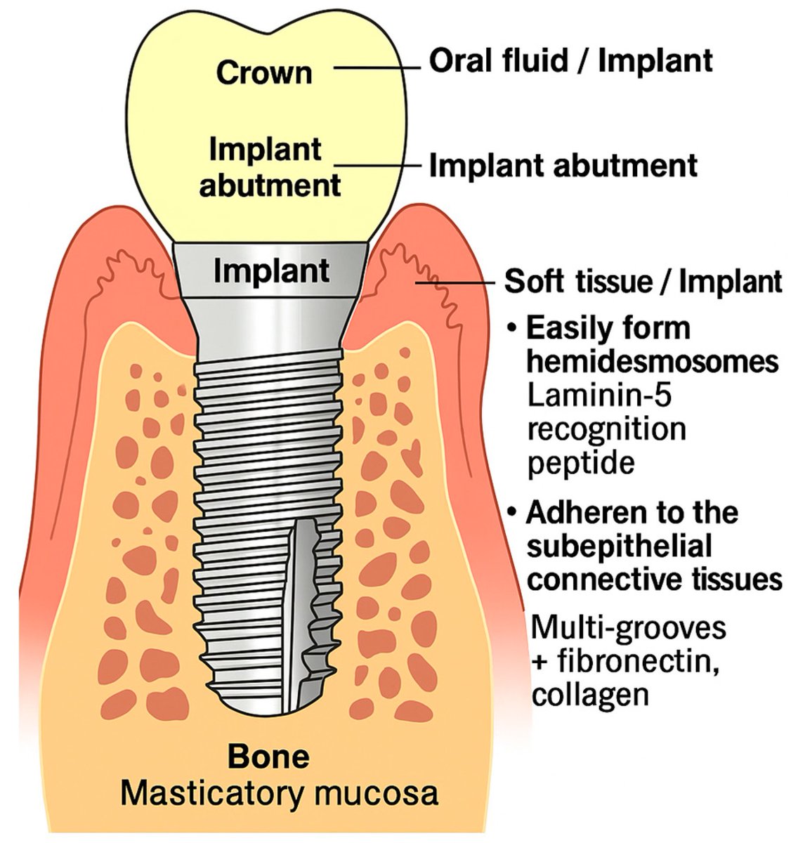 Prosthesis_MDPI's tweet image. ⚡️🦴🦷❤️ Plasma surface modification of biomedical implants—focused on orthopedic, dental &amp;amp; cardiovascular applications. Rigorous insights for advanced medical device development! 

doi.org/10.3390/prosth… 

#PlasmaSurfaceModification #BiomedicalImplants #MedicalDeviceInnovation