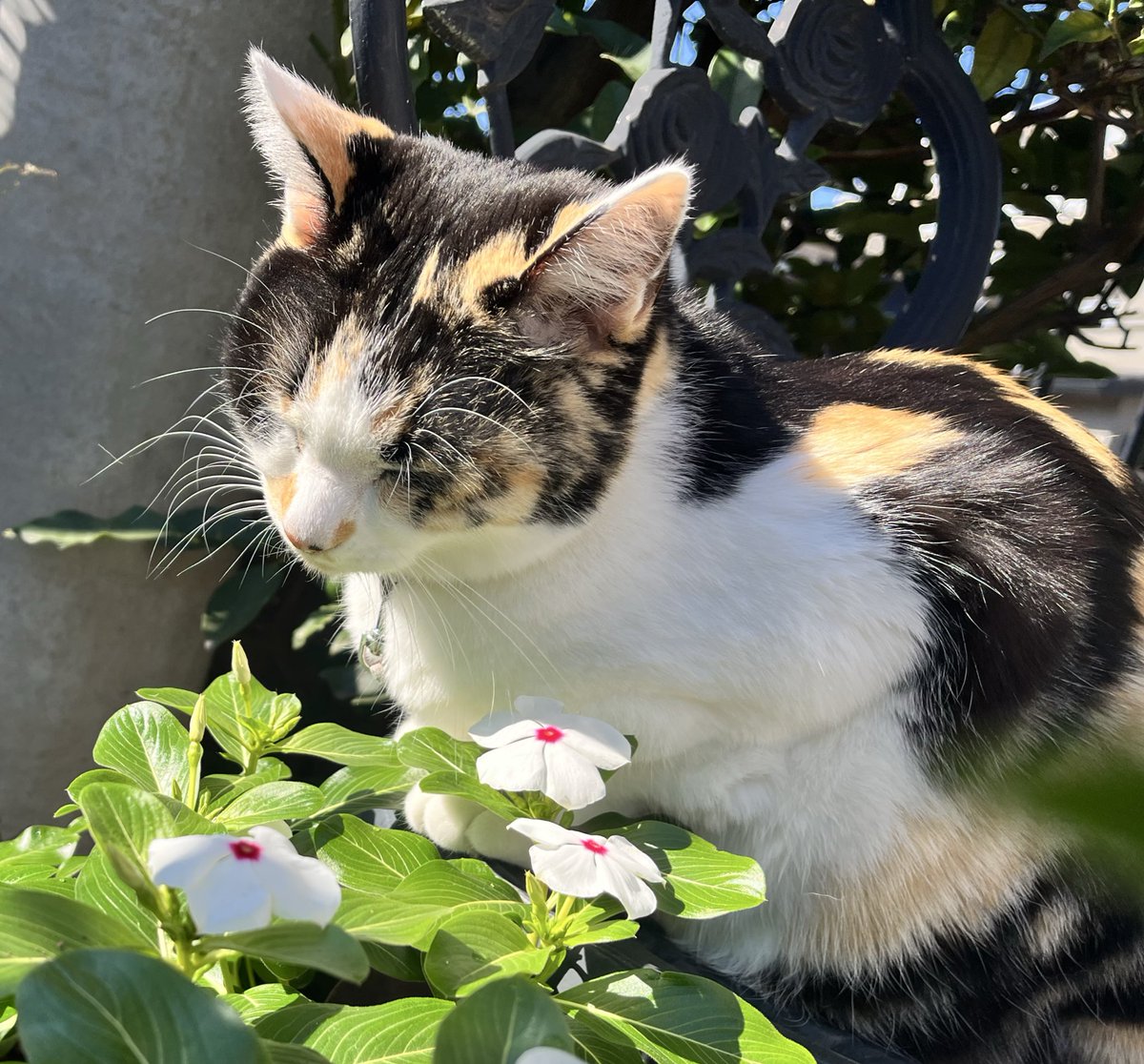 三毛猫🐾月菜子さん (@runak0mam679) / Posts / X