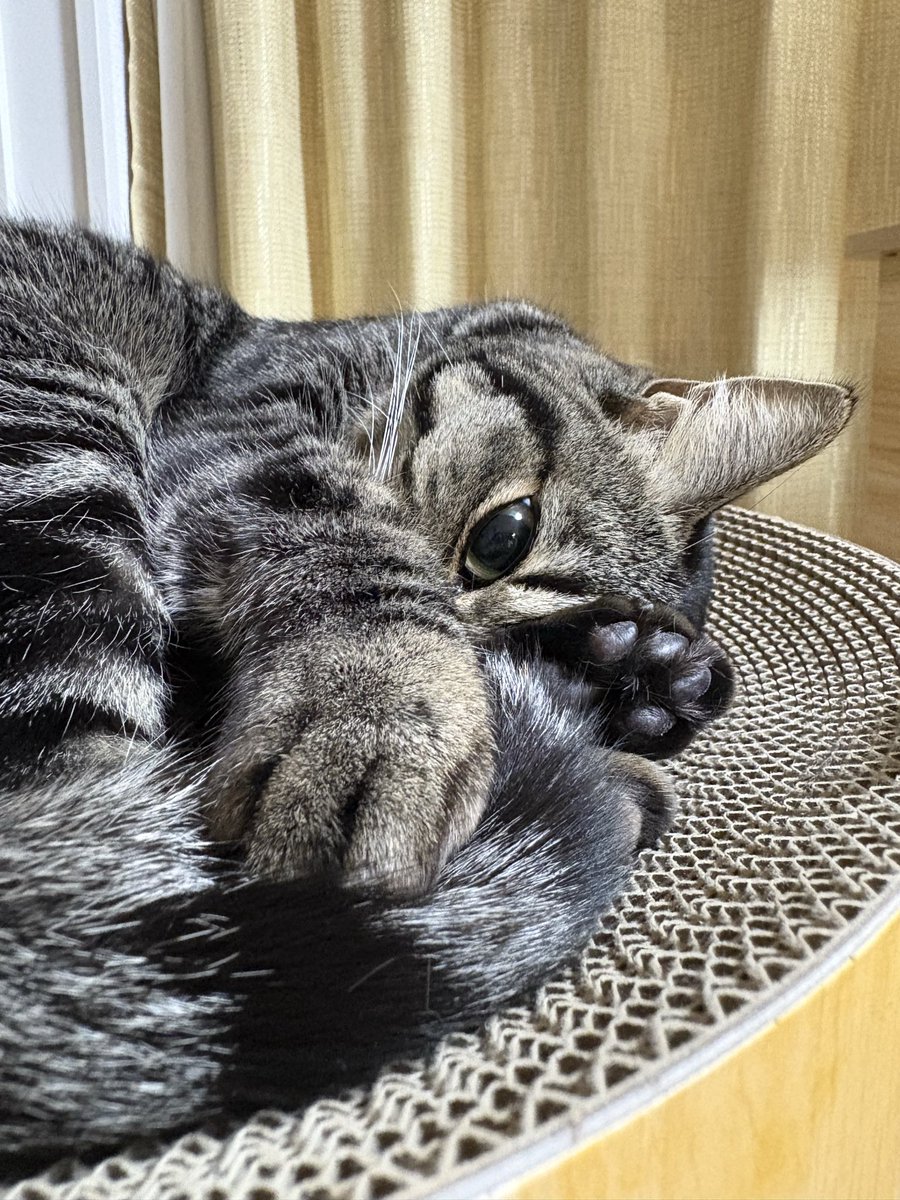 そらのしっぽ (@sora_chan115) / Posts / X