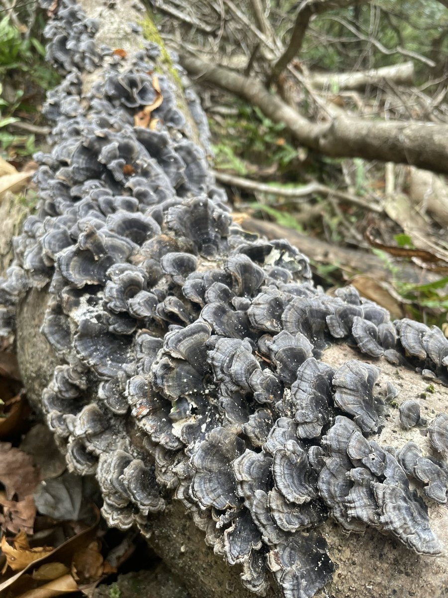 mainagamoto フテネコ 黄土色成型/茶縞 mainagamoto フテネコ 黄土色