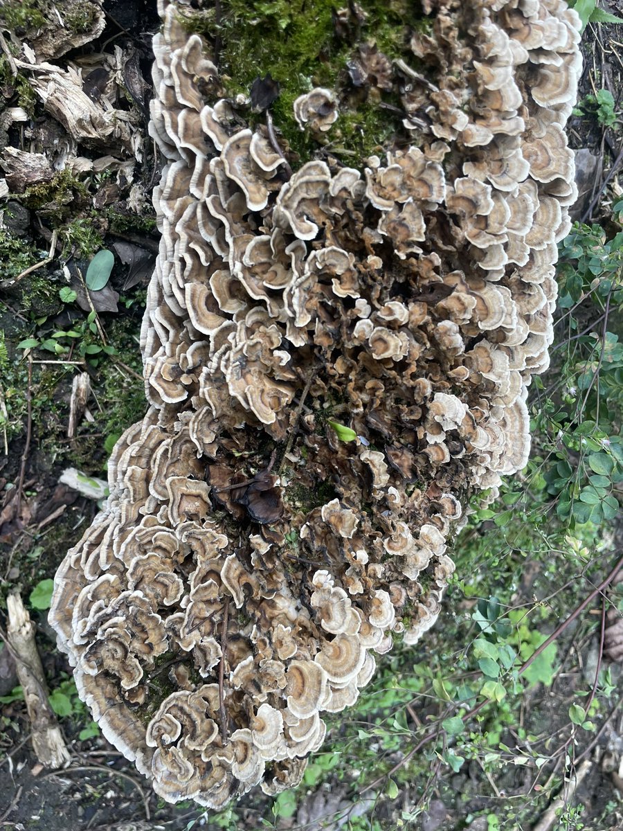 mainagamoto フテネコ 黄土色成型/茶縞 🐥ねこみみもーど🐥 on X