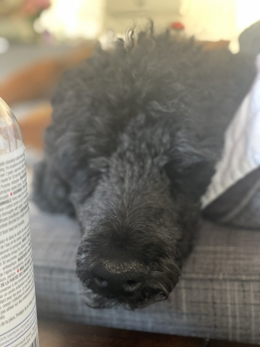 KingstonPoodle's tweet photo. Dad!! According to my Doggie Christmas Advent Calendar there are only 4 days until Christmas… 😘🐾🥰🐾😍 #KingstonthePoodle #Christmas #Advent #Calendar #Treat #StandardPoodle #DogLovers #Dog https://t.co/kTUAovKv2U