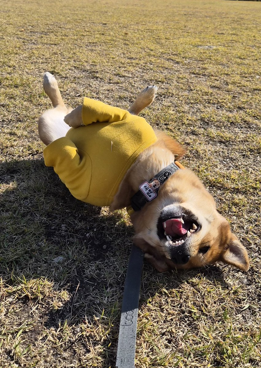 강아지랑 사는 게 얼마나 대단하냐면 아무리 슬프고 화나는 날에도 얘 덕분에 한 번(사실은 여러번) 꼭 웃는다