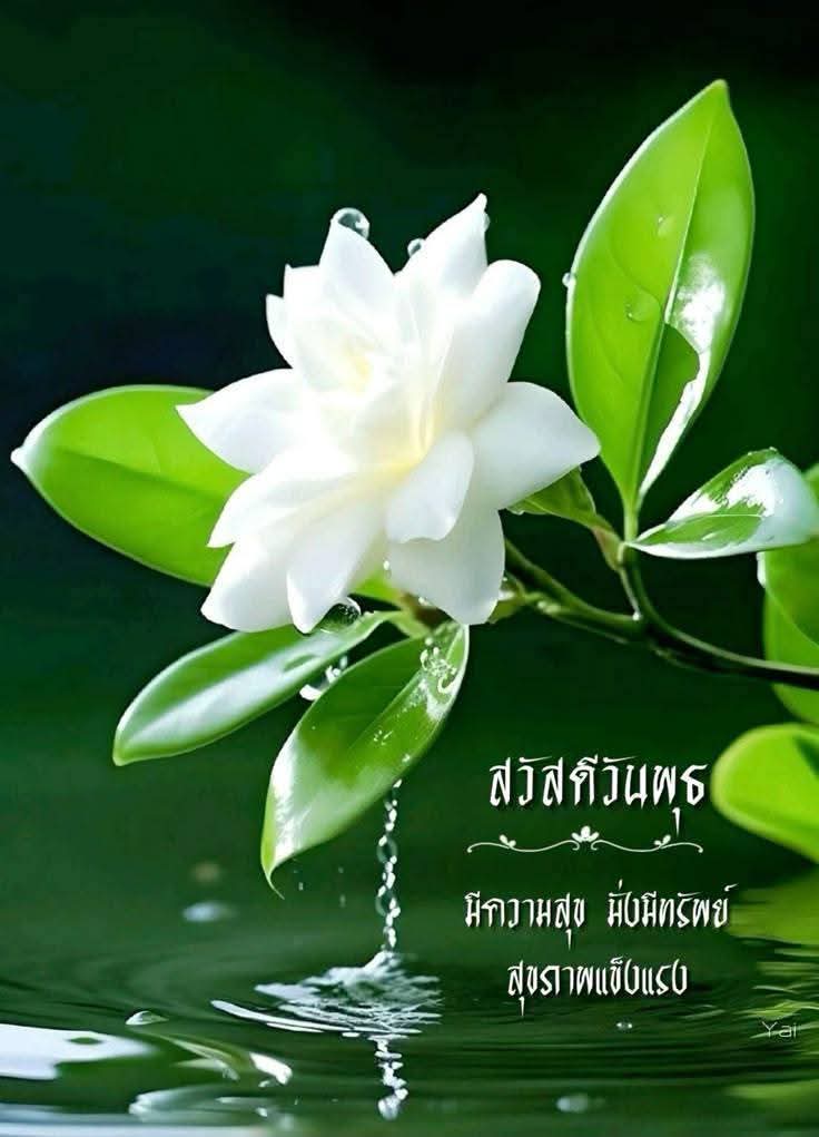 TharwonO's tweet photo. @NoiPijarana สวัสดีครับ https://t.co/pEk1KeacFR