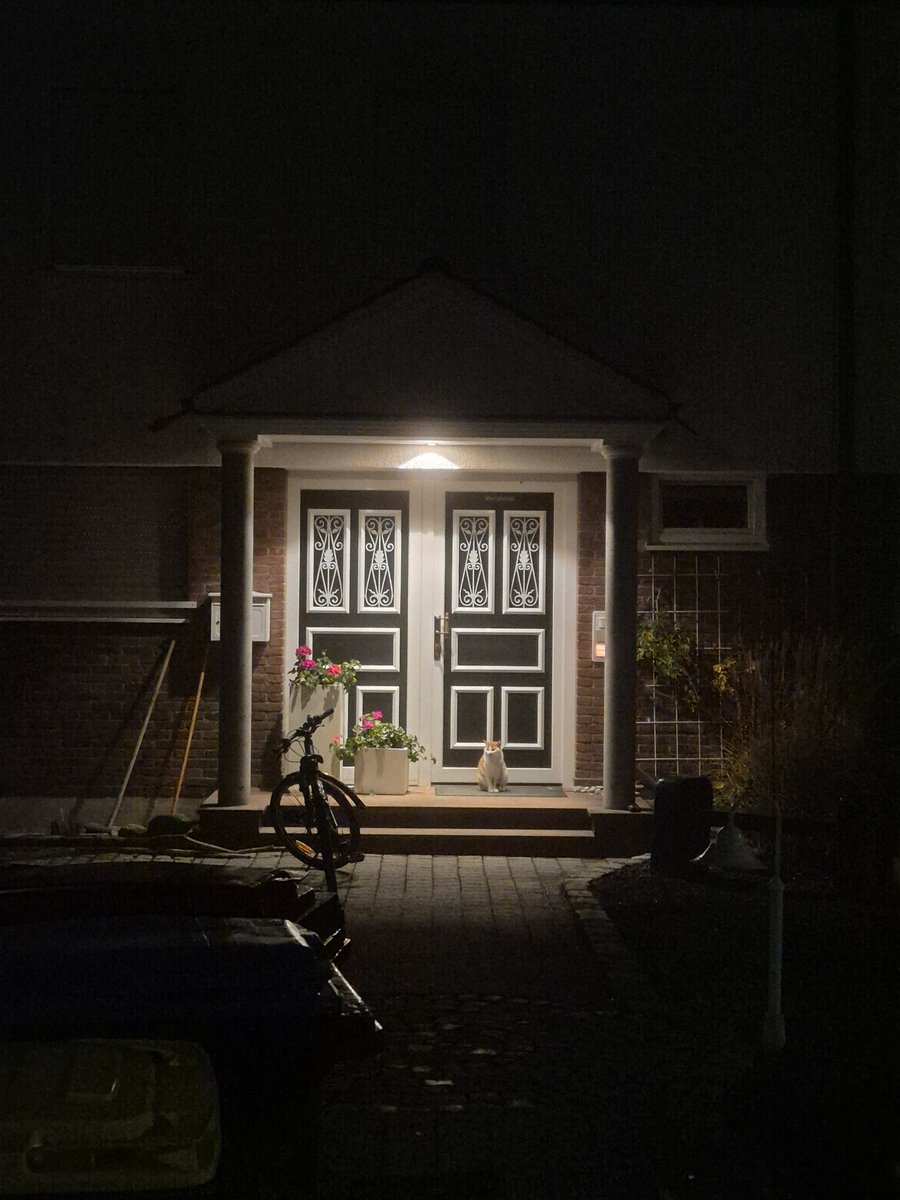 this cat has the quest of a lifetime for me