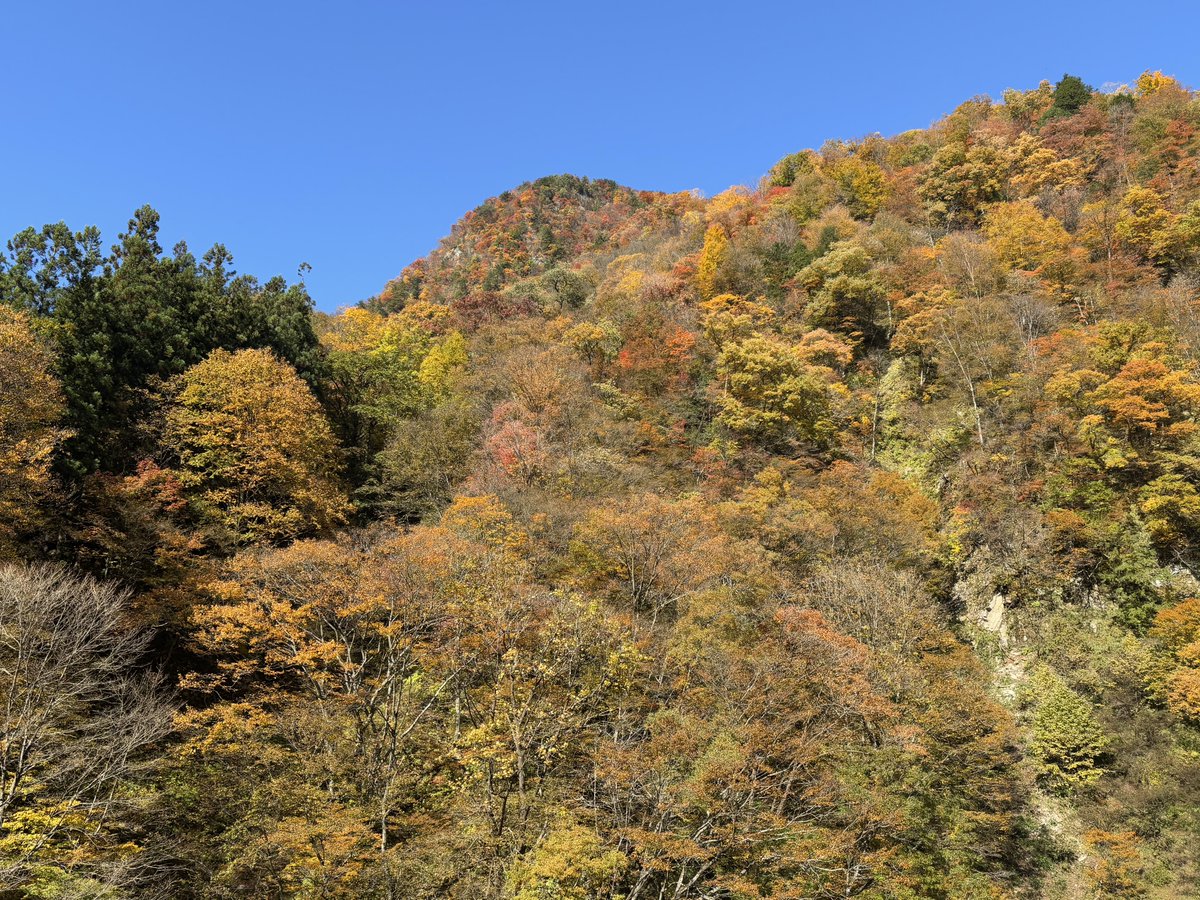 torokkodensya's tweet image. 本日の黒部峡谷トロッコ電車🍁
今週末まで天気も良さそうで〜す☀️

紅葉に色付く黒部峡谷が、皆さまのお越しをお待ちしていまーす😃

#黒部峡谷トロッコ電車