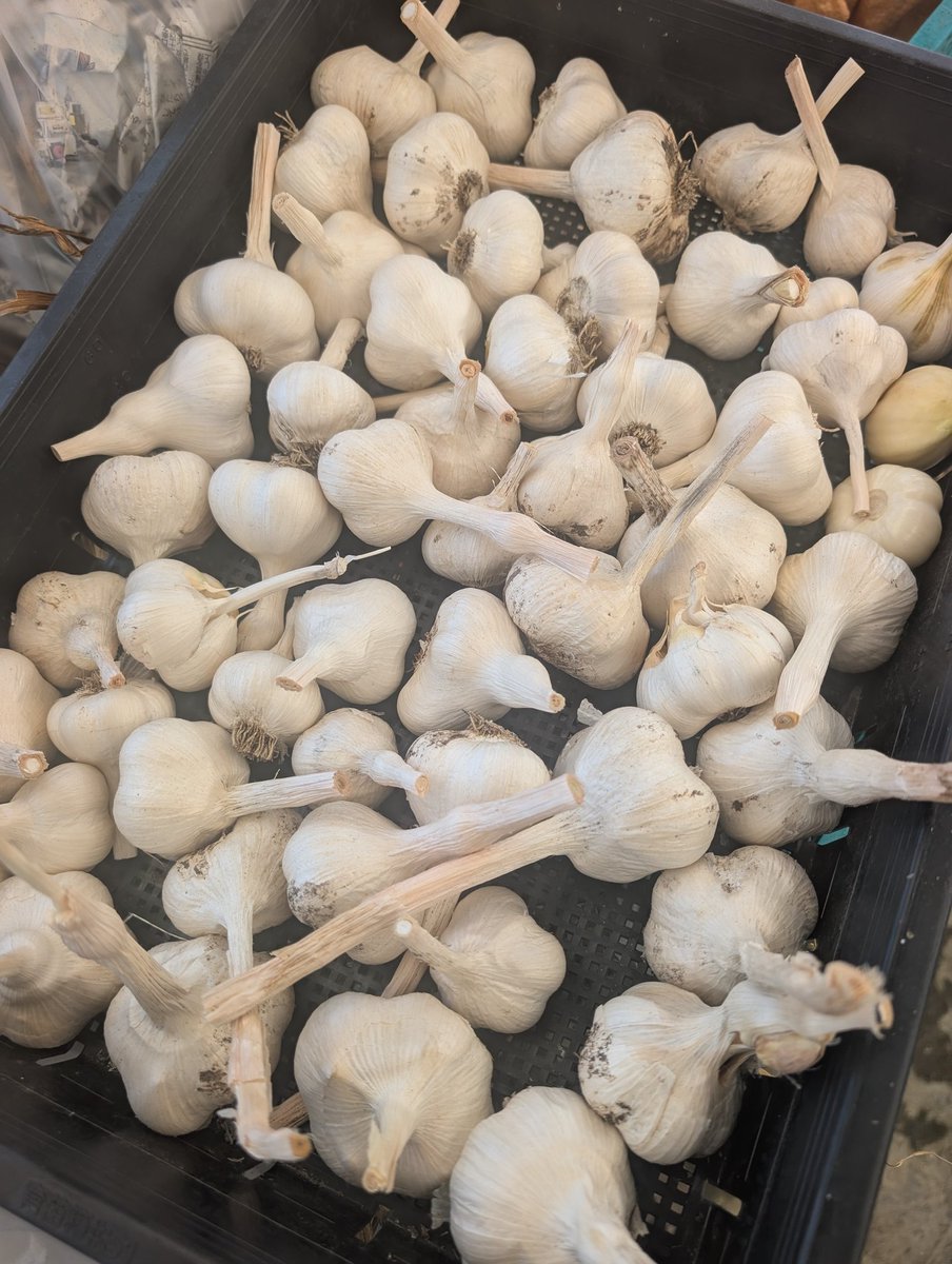 今季のニンニク植え付けました。
110粒。

一般的な植え付け時期よりかなり遅い（笑）

昨年は更に遅く、12月中ごろに植えて、結果的に80株ほどちゃんと育ってくれたので、今年は去年よりは早く植え付けしたので出来栄えがどうなるか楽しみです。

写真は今年の春に収穫したニンニク達。