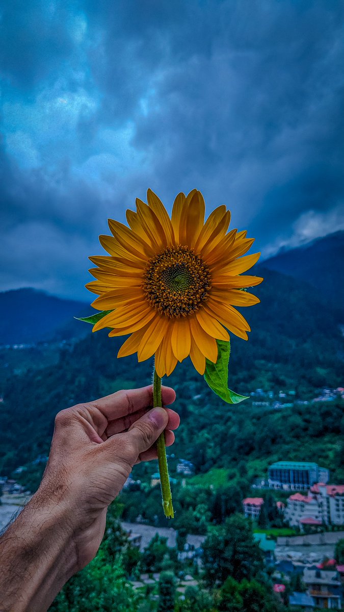Good Morning 🌄 

4️⃣0️⃣+ edition minted don't miss your, Will fill love in your life's journey. A radiant sunflower, cradled against nature's raw beauty &amp; looming sky, embodies the human spirit's enduring strength. 

" Golden Hope " 🌻
Last days to get your - 1 #xtz 🔗