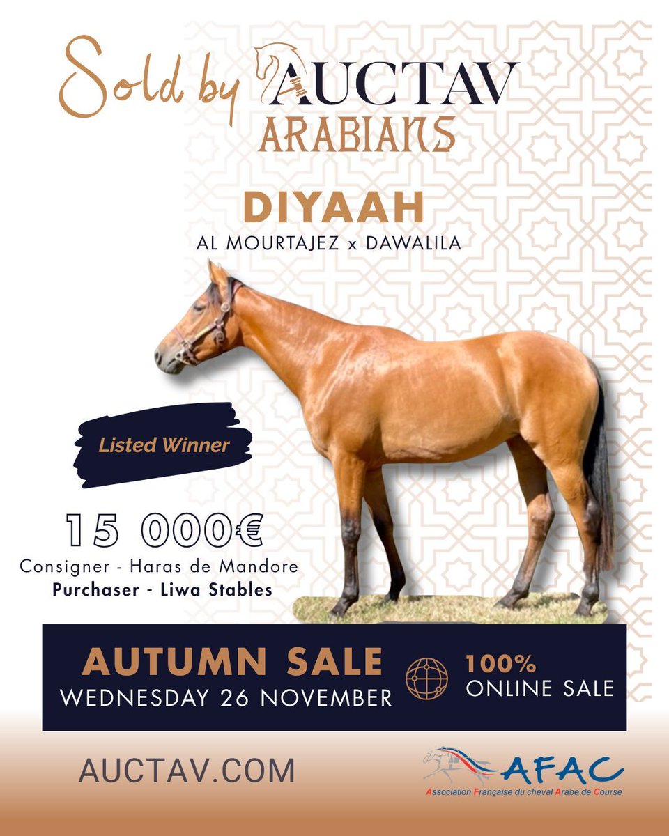 🏅 From the Auctav ring to victory !
DIYAAH, who went through the ring at the 2022 Auctav Arabian Summer Sale, continues to shine in Qatar with a prestigious win in the Arabian Triple Crown (Listed) for Liwa Stables.
🌟 Next Auctav Arabian Sale – November 26 – 100% online