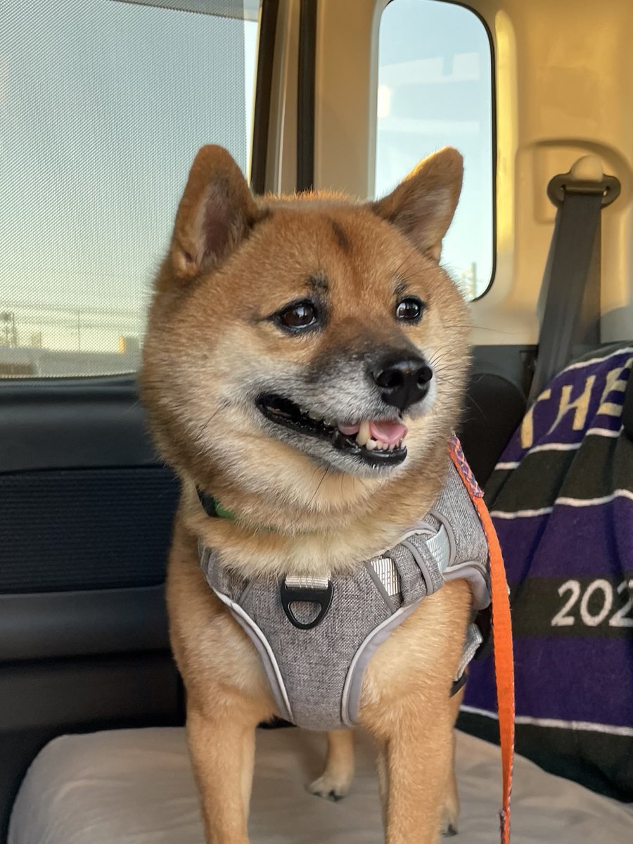 豆柴🎾九十 on X