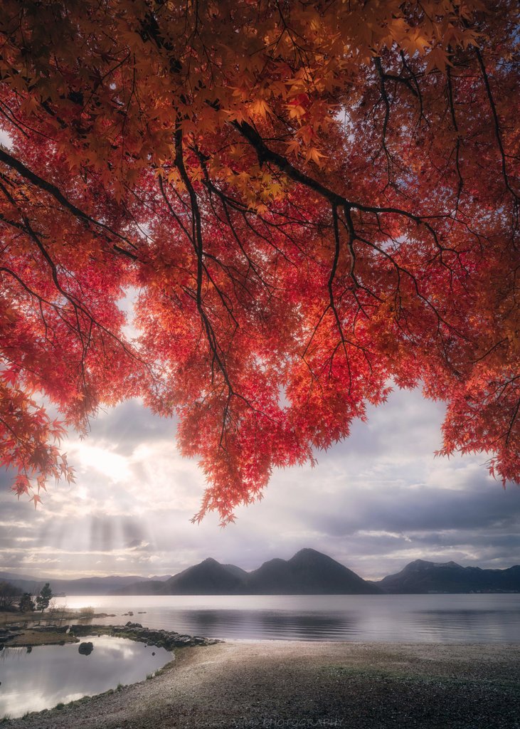 もみじ❤️枫葉❤️成長した姿 kikuo_f_photography on X