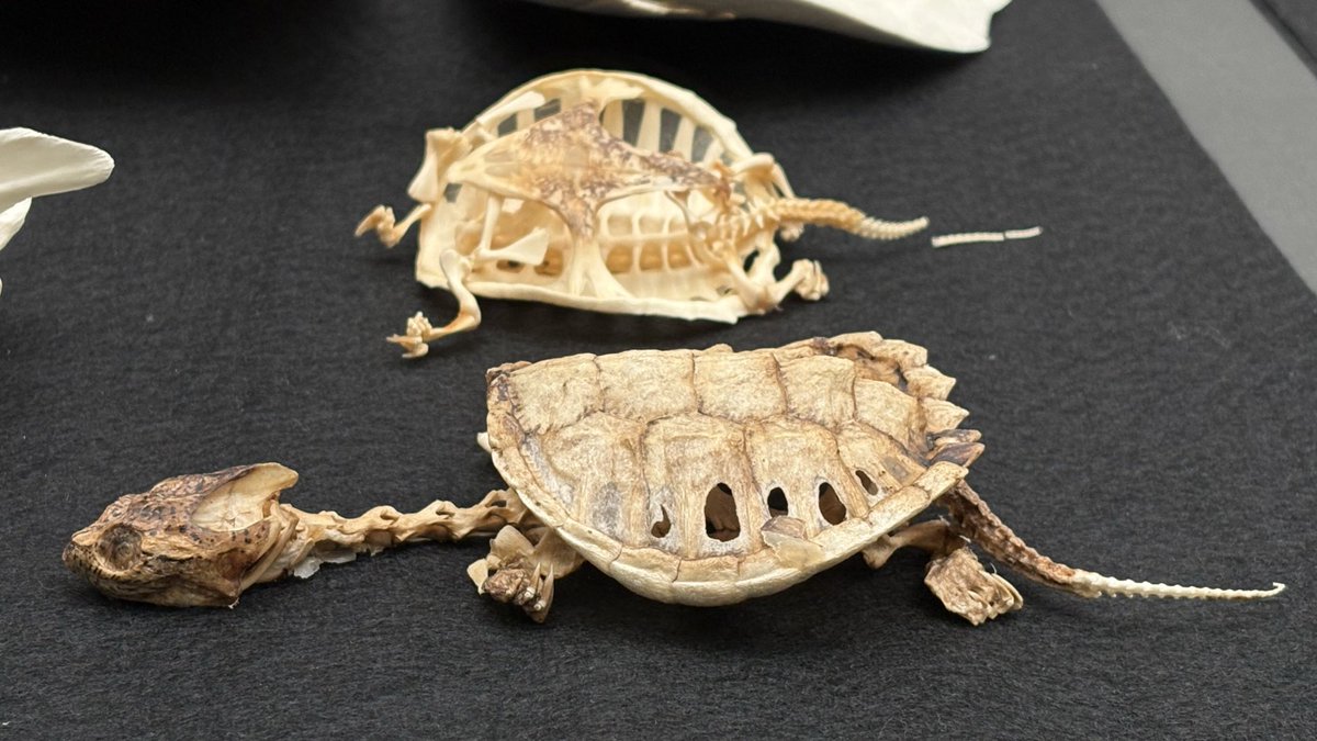 鳥の骨だけでなく、比較するために他の脊椎動物の骨格も少し展示され