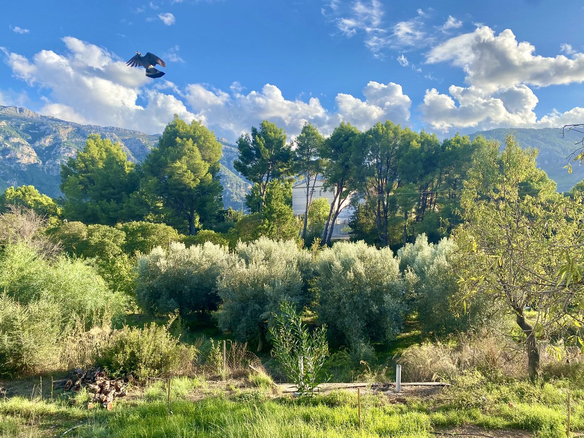 Lucky to capture this magnificent raptor in this shot☺️ 🦅