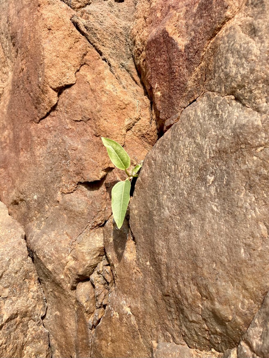 someshgips's tweet image. Sight of life emerging and sustaining in the most unlikely and harsh conditions teaches resilience and persistence. ⁦@QutabGolfDDA⁩