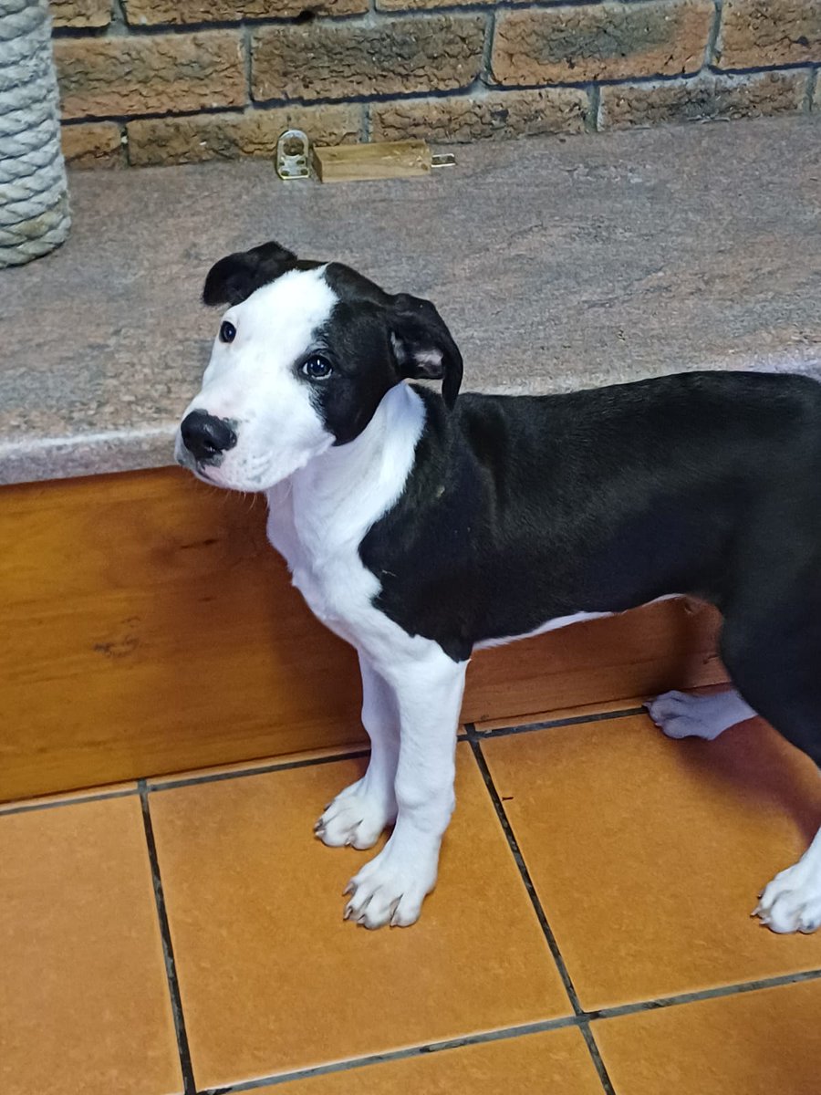 lolsielove's tweet photo. PLEASE SHARE 
Three of our foster dogs are looking for a loving home ❤️
#zolaspawproject https://t.co/I3IBYtD6W0