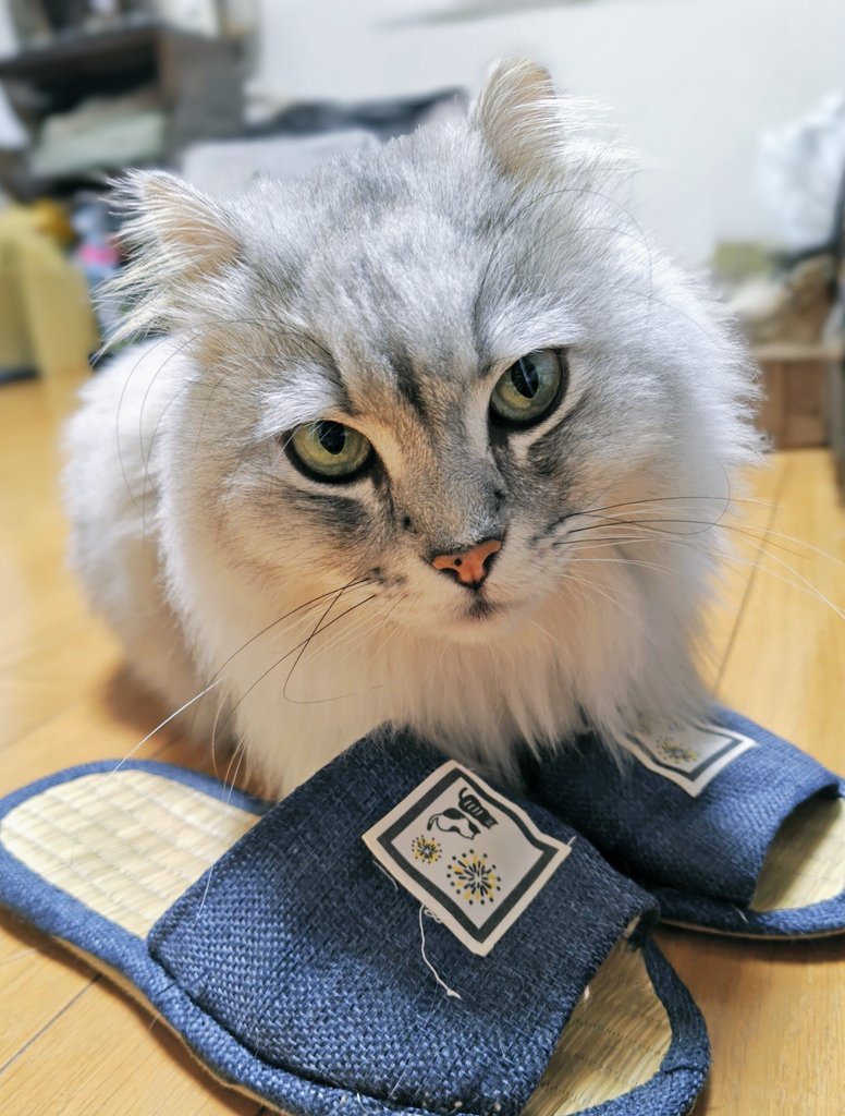 もな 🐈️ (@zuVpRAplFqdCd6Y) / Posts / X