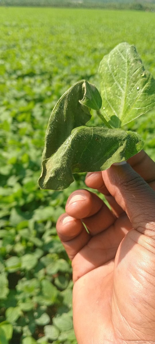 Gilbert23830404's tweet photo. @RwandaAgri @RwandaAgriBoard @P_Karangwa Mwiriwe neza @RwandaAgrivulture &amp; Animals twifuje ko mwatumenyera indwara yaje mubihingwa bya soya muri irrigation ya @Nasho irrigation coperative irikumisha amababi twayobewe iyariyo https://t.co/5S15EBbd5w