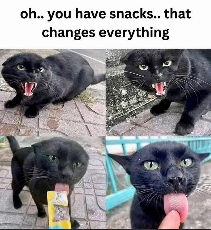 Why you should have a cat tweet media