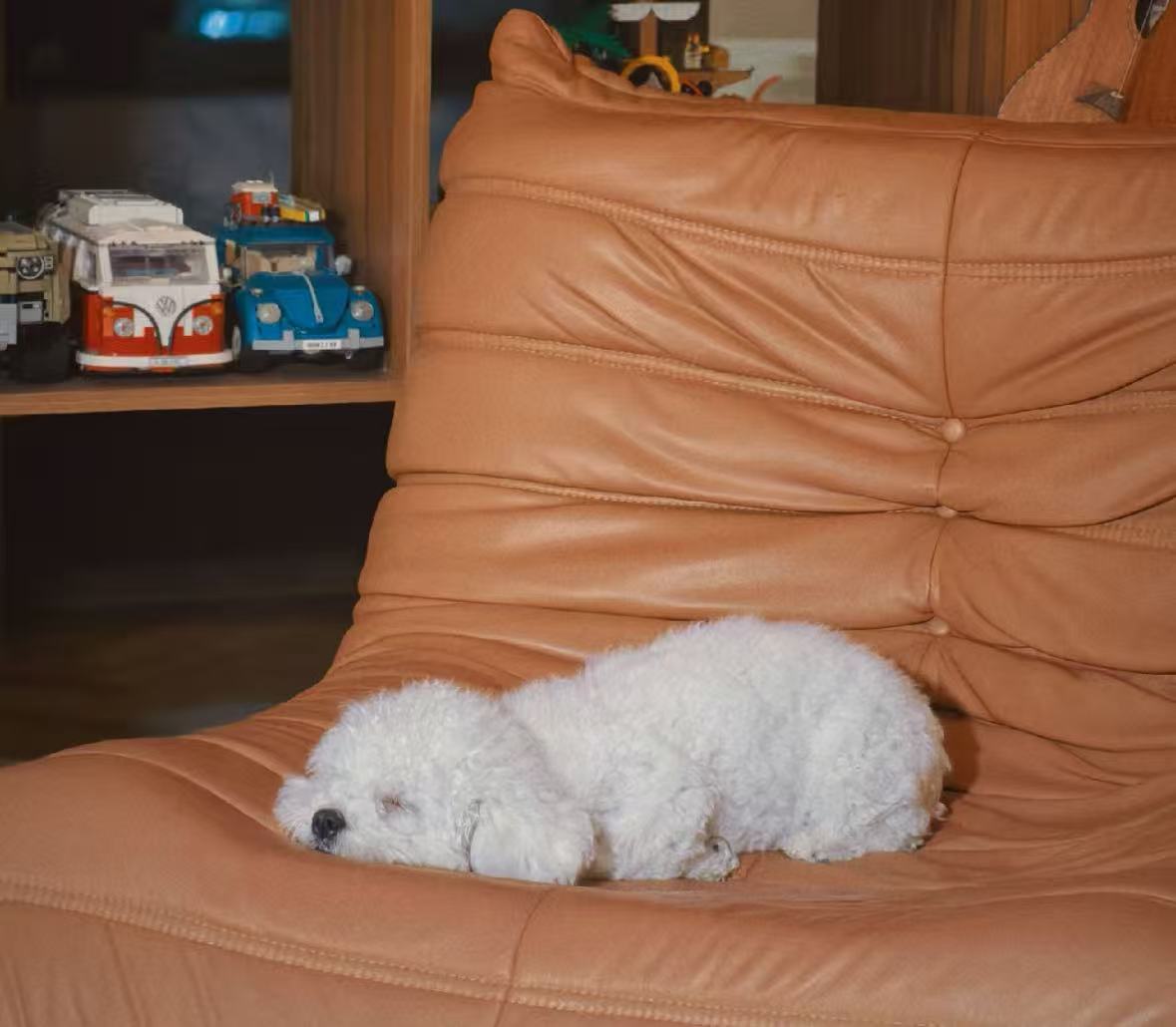 毎日かわいいワンちゃんの写真におかげで生きていく😇
#犬の日 #犬好き ＃仕事したくない