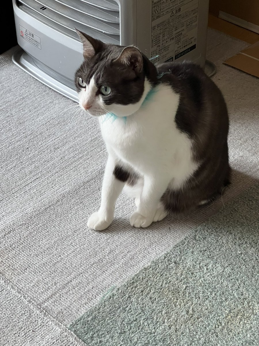 🎮明日は #PEAK をプレイします！
アップデート後、初めてのプレイなのでとっても楽しみです✨
ストーブ出しました⛄️

🎮¡Mañana jugaré #PEAK!
¡Es mi primera vez después de la actualización y tengo muchas ganas! ✨