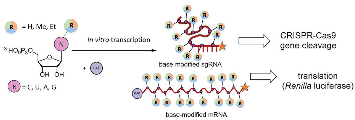 Our new paper on Enzymatic  synthesis of base-modified RNA and influence of the modifications on  stability, translation, and CRISPR-Cas9 cleavage - published in  ACS Chem. Biol. (<a href="/ACSBioMed/">ACS Publications Bio & Med Chem Content</a>
): doi.org/10.1021/acsche… . <a href="/IOCBPrague/">IOCB Prague</a> <a href="/science_charles/">Faculty of Science of Charles University</a> <a href="/Akademie_ved_CR/">Akademie věd ČR</a>