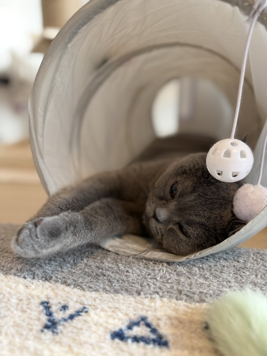 jiiikenken's tweet image. ペット向け空気清浄機も導入
お気に入りになってくれるかも
#ブリティッシュショートヘア 
#Switchbot