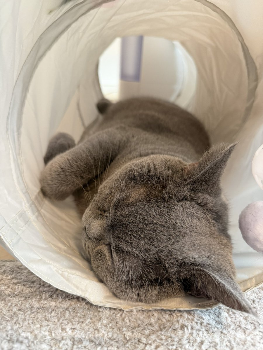 jiiikenken's tweet image. ペット向け空気清浄機も導入
お気に入りになってくれるかも
#ブリティッシュショートヘア 
#Switchbot