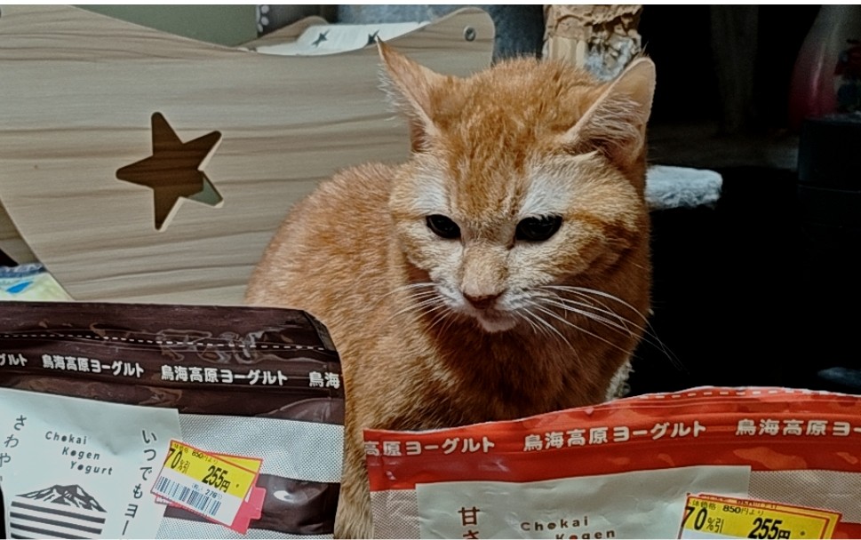 ✧1点限り✧超〜かわいい✧food cat✧フードキャット✧コラージュペーパー✧ ✧1点限り✧超〜かわいい✧food cat✧フードキャット✧コラージュ