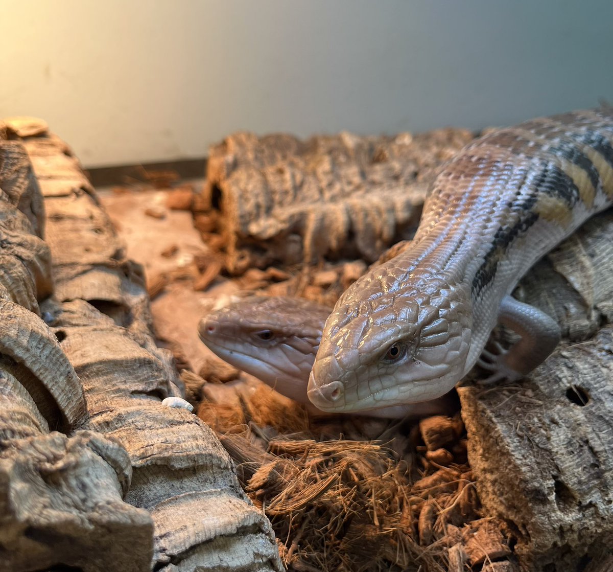 春巻きトカゲページ 春巻きトカゲページ 春巻きトカゲページ 春巻き様専用 春巻きトカゲ様