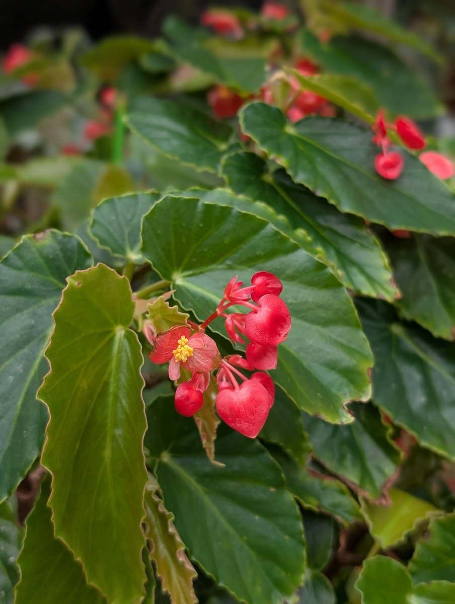 蕾がたくさんついて立派な株だけど、バッサリいく前に記念撮影　#ベゴニア有紀の嬢