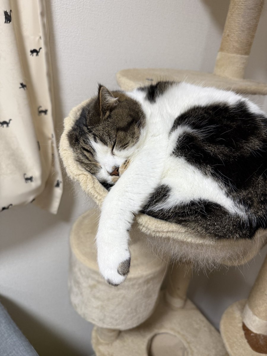 とろ、おにく (@torotolo106106) / Posts / X