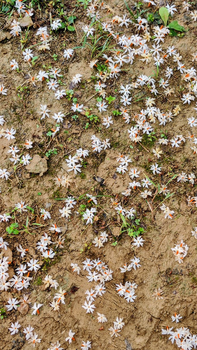 _pragyashukla_'s tweet image. कल रात सपने में, 
जिस बात को हम चाहते थे 
एक दूसरे से कहना 
सुबह वही मुझे फैले हुए हरसिंगार के 
फूलों के रूप में मिले 
जो अव्यक्त मगर बहुत सुंदर..
@_pragyashukla_