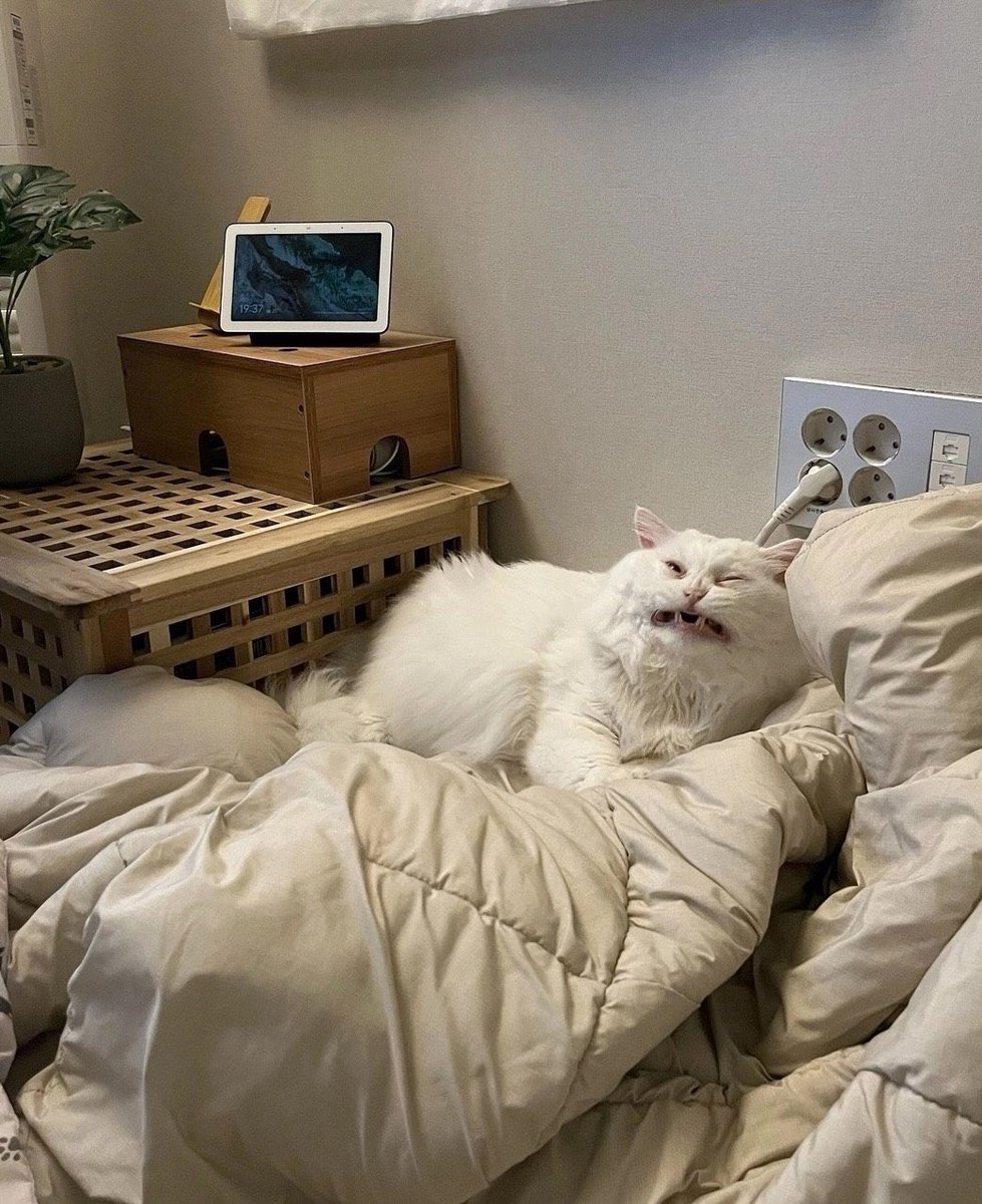 Etnaetoya's tweet photo. — Доброе утро, не правда ли? 
— Неправда! 😼 https://t.co/y9vq5DaQBV