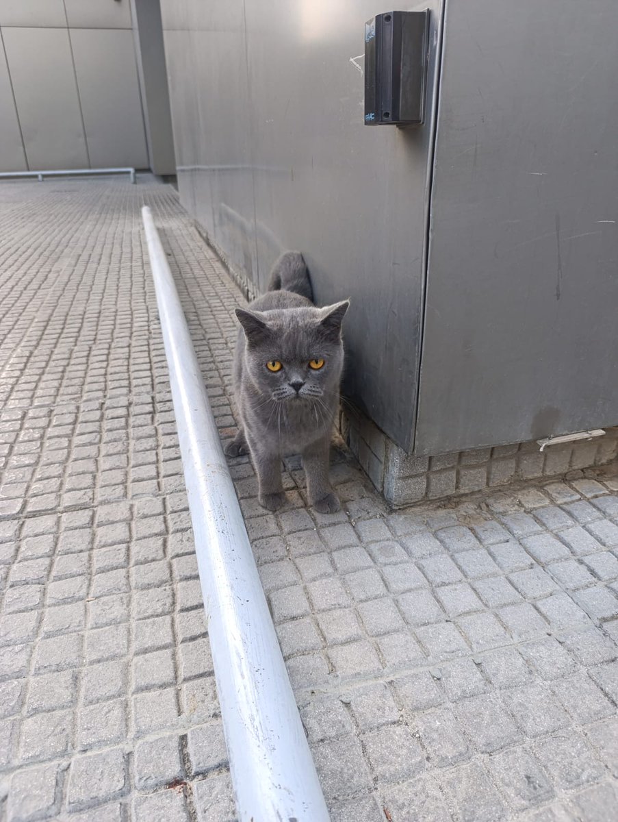 adoptdontshopl's tweet photo. ⚠️IS THIS YOUR LOST CAT?⚠️
This cat is still in the streets, found in Sin El Fil. If this is your lost cat WhatsApp text 71 533 202 for approximate location.
Please share!
#adoptdontshop #lostcat #sinelfil https://t.co/ziOes2D1pE